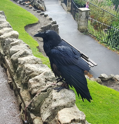 Raven 20